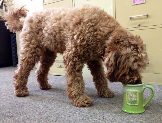 Olive with kiwi mug