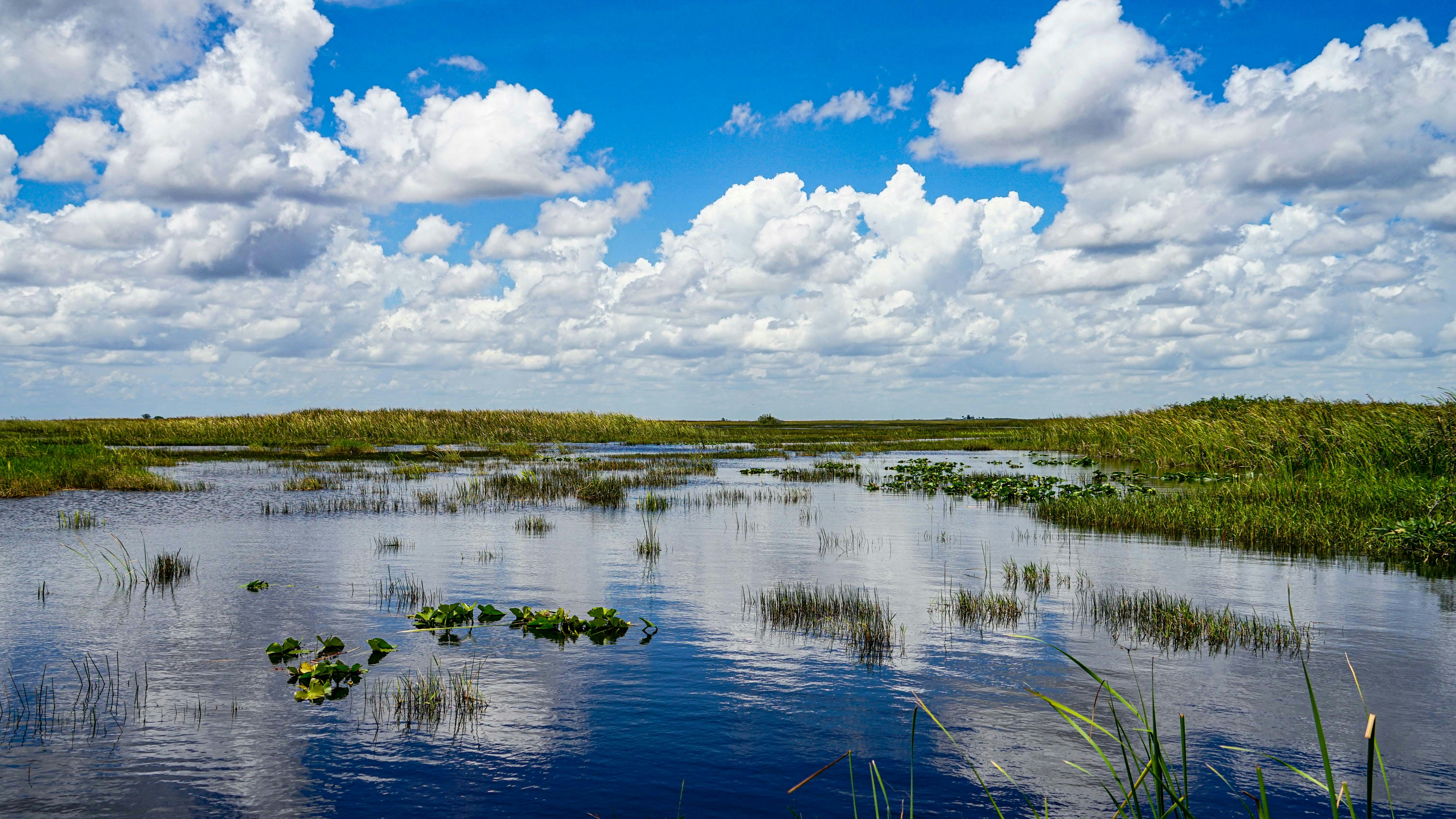 everglade scene