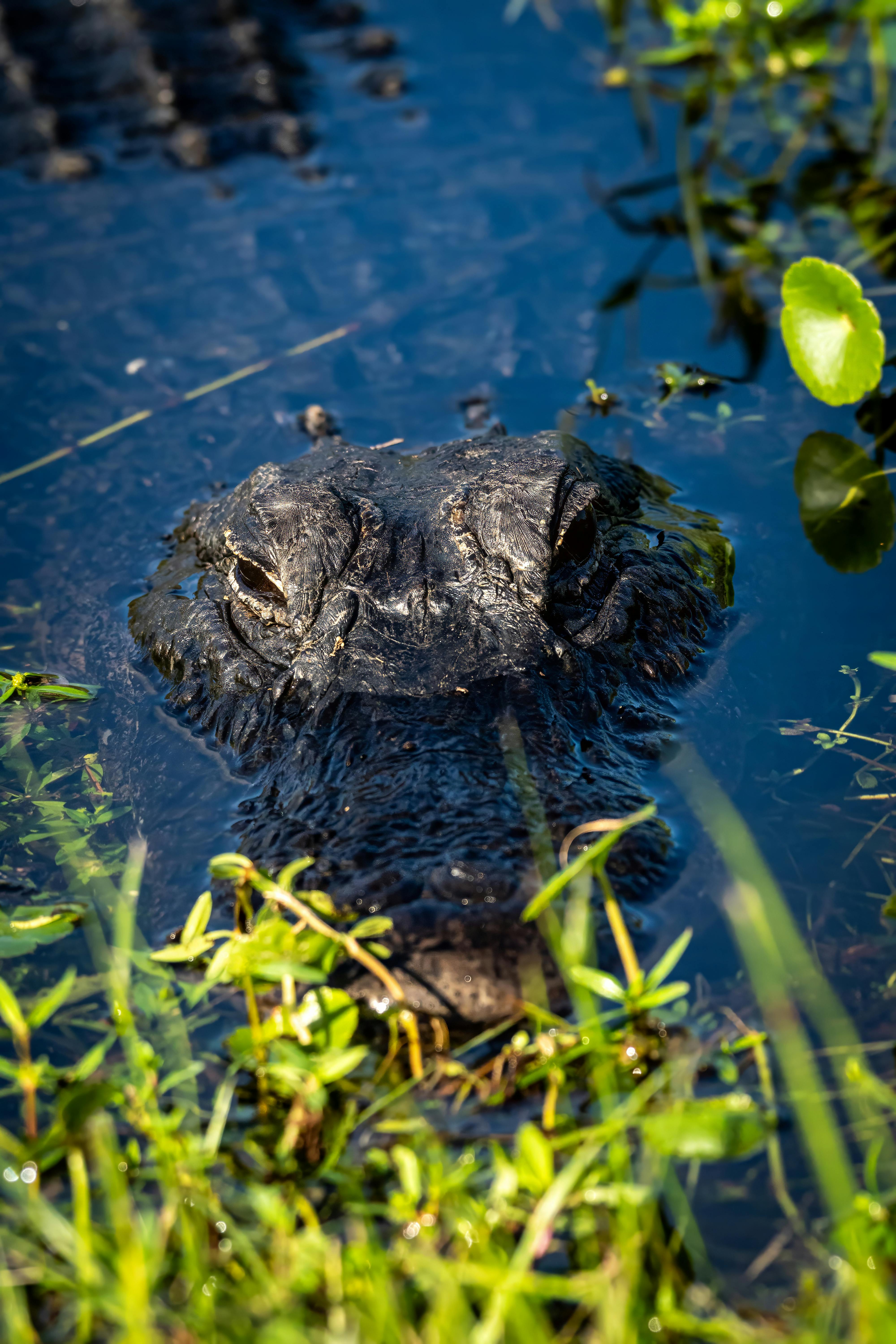 Croc in water